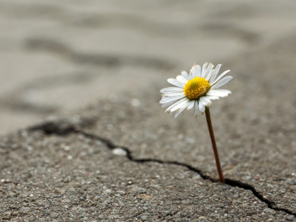 Flower growing in crack in road